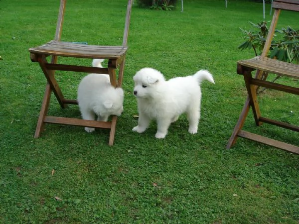 ..adorabili cuccioli di samoiedo eccezionali,,,,,,,