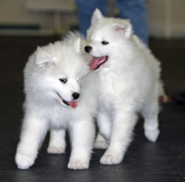 adorabili cuccioli di samoiedo eccezionali 55