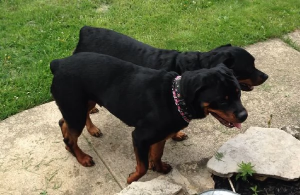 cuccioli di rottweiler giocosi44