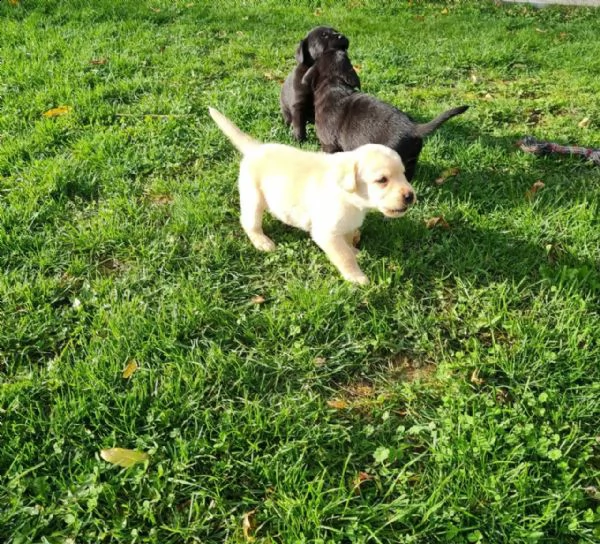 cuccioli di labrador cioccolato con pedigree | Foto 5