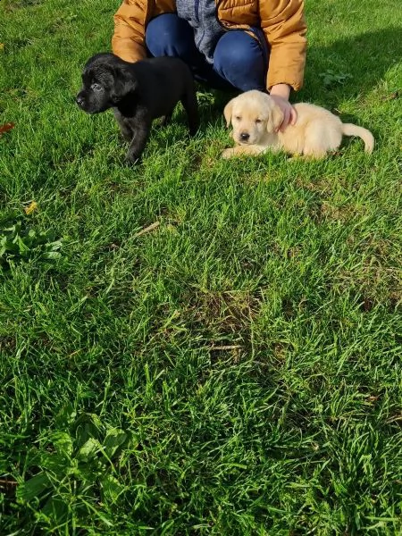 cuccioli di labrador cioccolato con pedigree | Foto 4