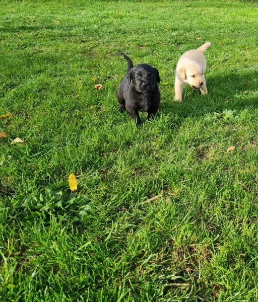 cuccioli di labrador cioccolato con pedigree | Foto 2