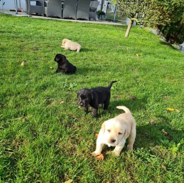 cuccioli di labrador cioccolato con pedigree