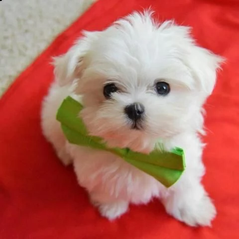  cuccioli di maltese