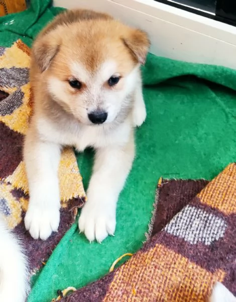 akita inu