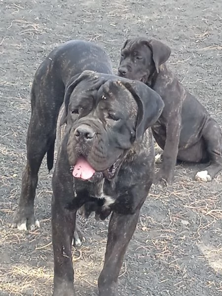 Cuccioli di cane corso  | Foto 1