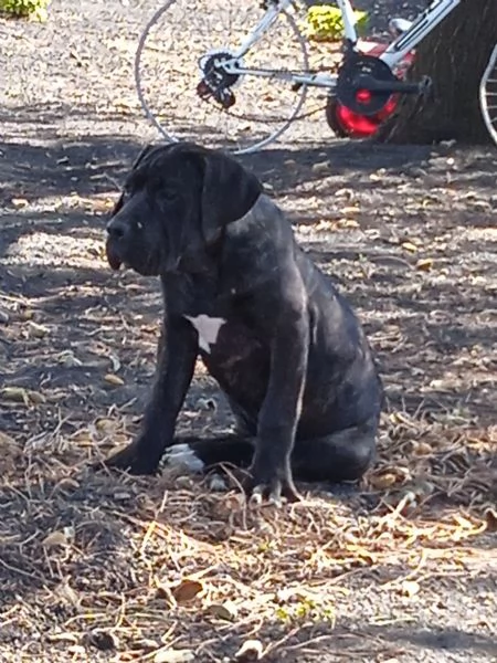 Cuccioli di cane corso  | Foto 0