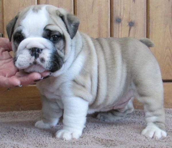 regalo bulldog inglese cuccioli con pedigree