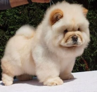 regalo cuccioli di chow chow  | Foto 0