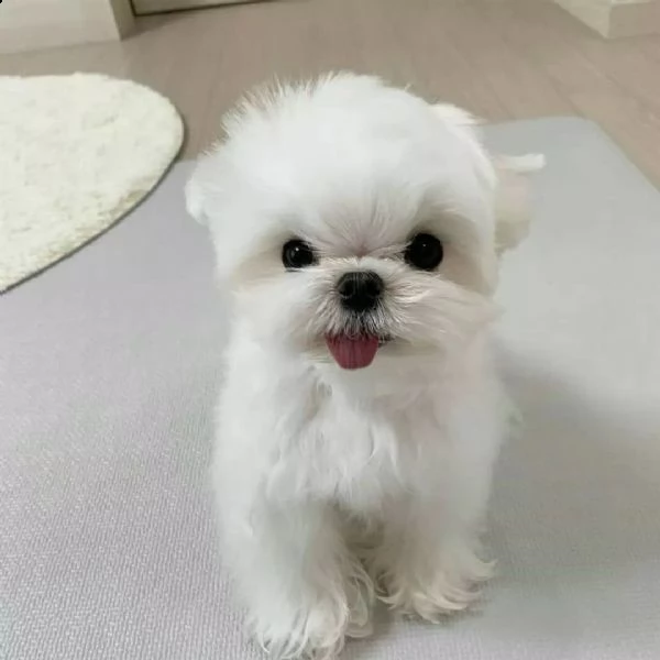  cuccioli di maltese taglia piccolaq7