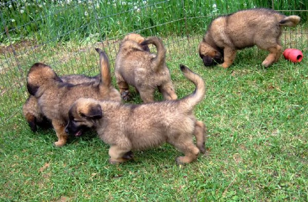 disponibili cuccioli di leonberger