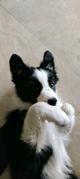 regalo border collie 