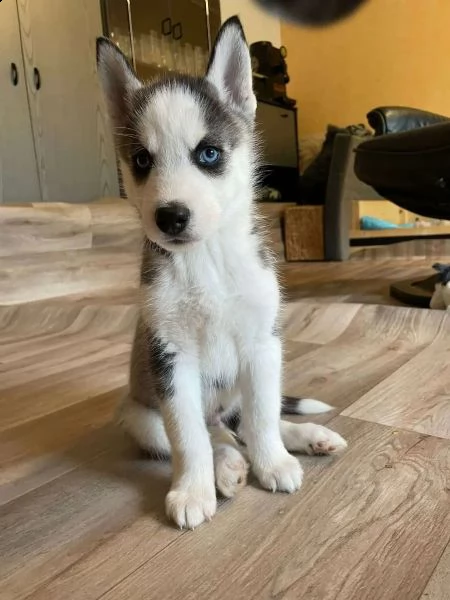 siberian husky