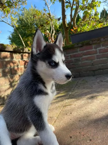 siberian husky | Foto 4