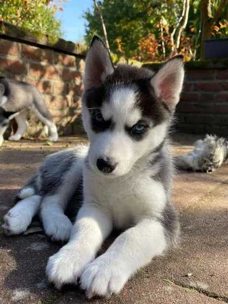 siberian husky | Foto 0