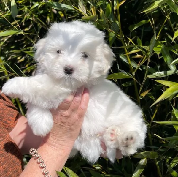 cuccioli di coton de tulear