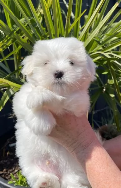 cuccioli di coton de tulear | Foto 3