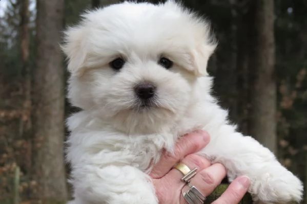 cuccioli di coton de tulear | Foto 2