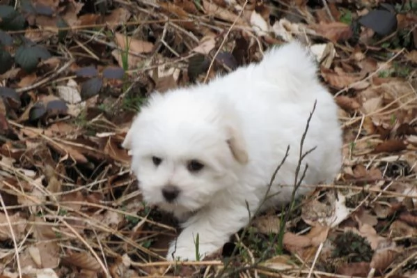 cuccioli di coton de tulear | Foto 1