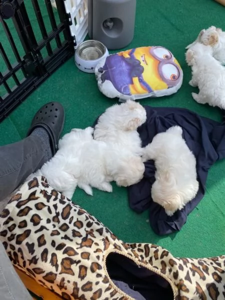 cuccioli di coton de tulear | Foto 0