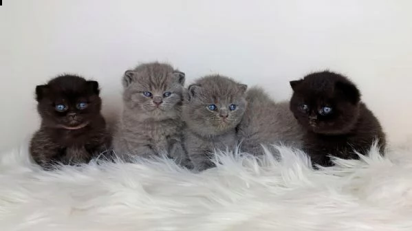 british shorthair2l/