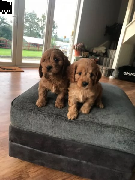 bellissimi cuccioli di cavapoo