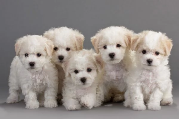 bellissimi cuccioli di bichon frise di razza.