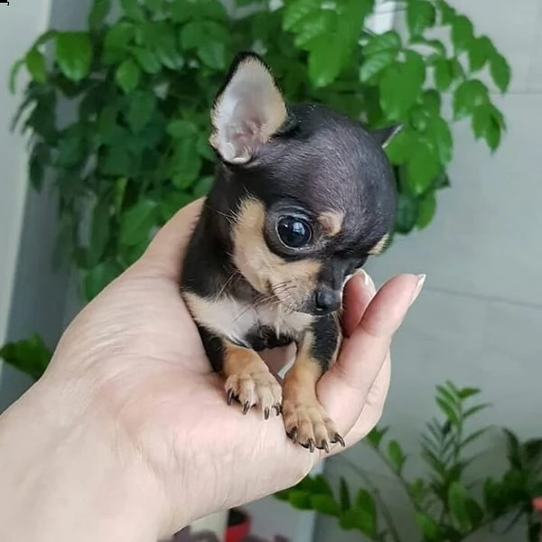  cuccioli di chihuahua pelo lungo e cortoysvc