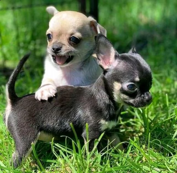  cuccioli di chihuahua pelo lungo e cortoysvc | Foto 2