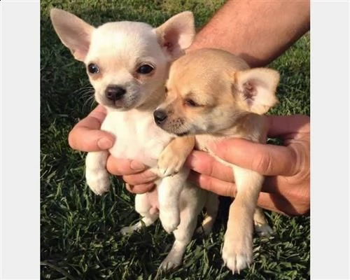  cuccioli di chihuahua pelo lungo e cortoysvc | Foto 1