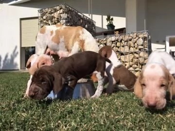 cuccioli di bracco italiano