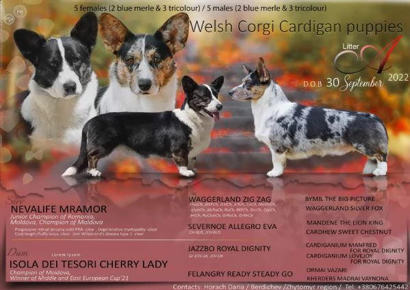 puppies welsh corgi cardigan 