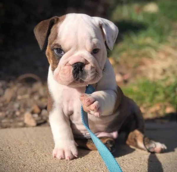 regalo bulldog inglese cuccioli con pedigree