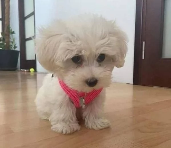 regalo maltese cuccioli meravigliosi ! 