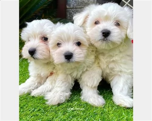  cuccioli di maltese taglia piccolab