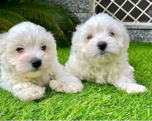  cuccioli di maltese taglia piccolab | Foto 2