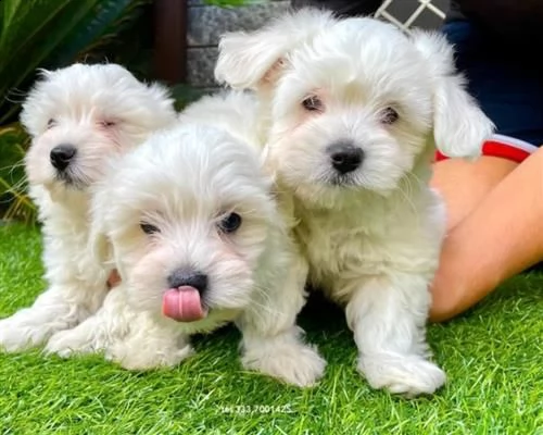  cuccioli di maltese taglia piccolab | Foto 1