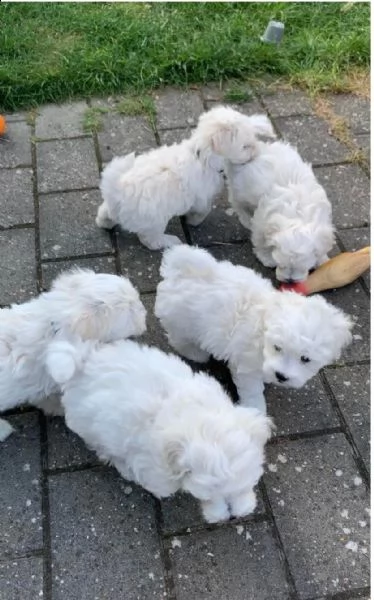 bellissimi cuccioli di maltese puro