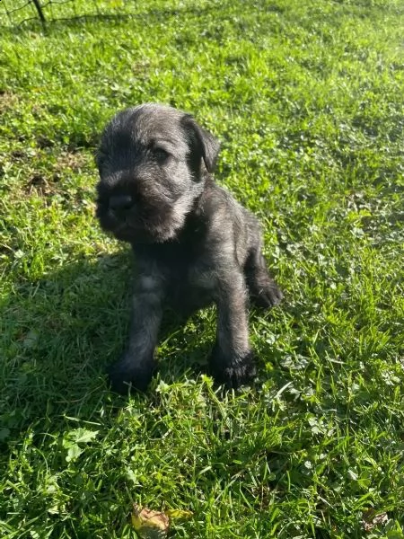 cuccioli schnauzer maschio e femmina | Foto 3