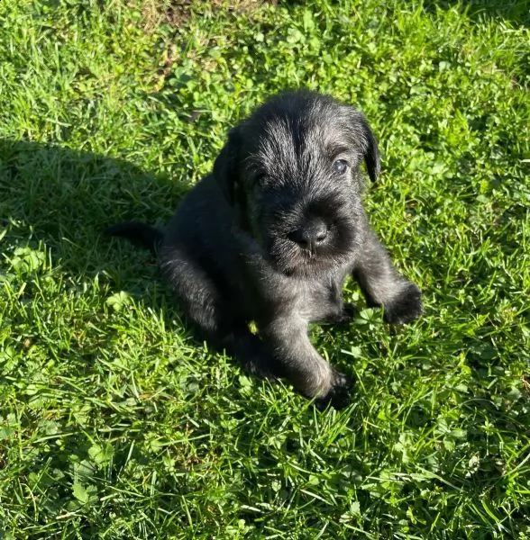 cuccioli schnauzer maschio e femmina | Foto 2