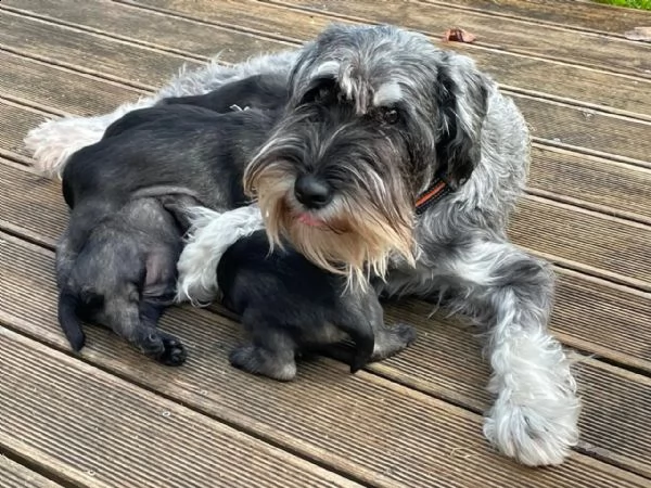 cuccioli schnauzer maschio e femmina | Foto 0