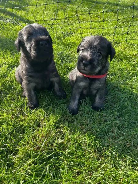 cuccioli schnauzer maschio e femmina