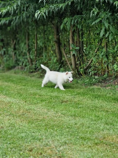 dolcissimi siberian husky cuccioli | Foto 0