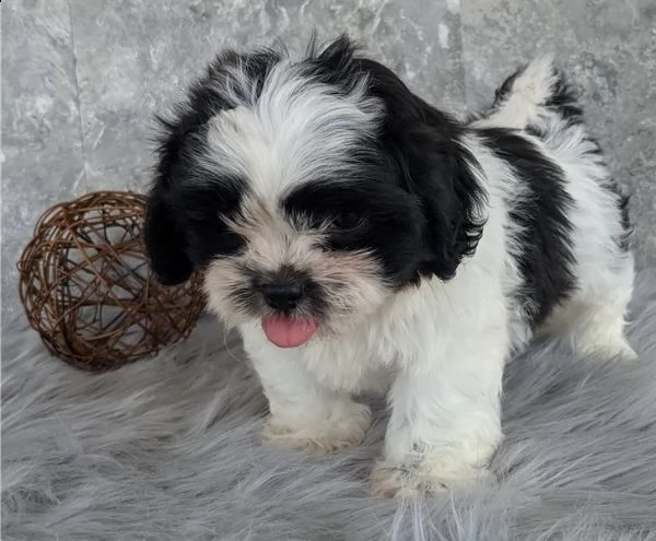 regalo cuccioli shih tzu