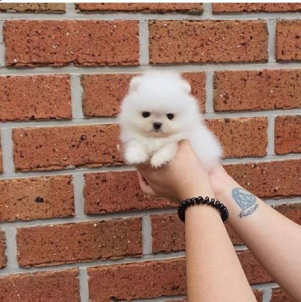 ?simpatico regalo cucciolo regalo pomerania mini giocattolo