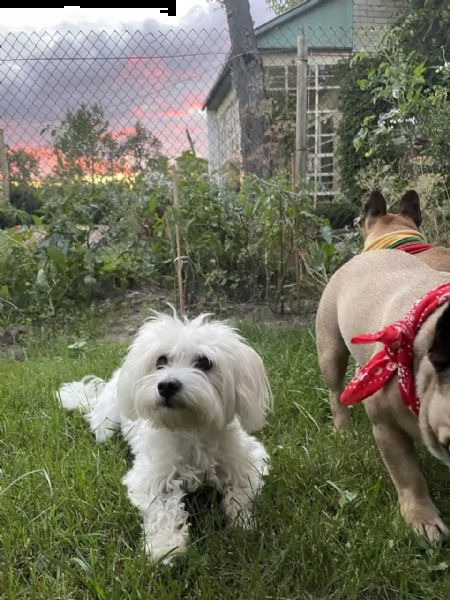  cucciolo maltese da regalare