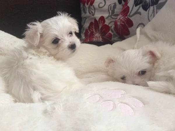 &&& maltese | Foto 1