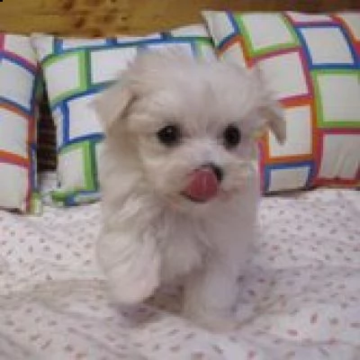 &&& maltese | Foto 0