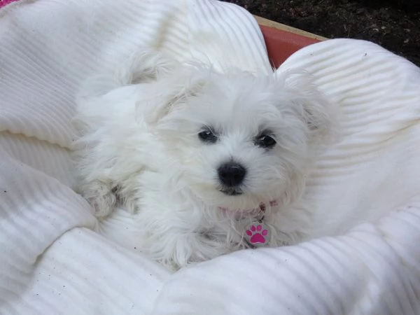 &&& maltese