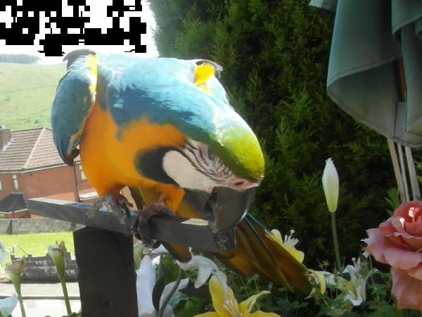 ** guacamayo | Foto 1